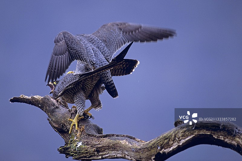杜布斯山谷树枝上交配的游隼图片素材