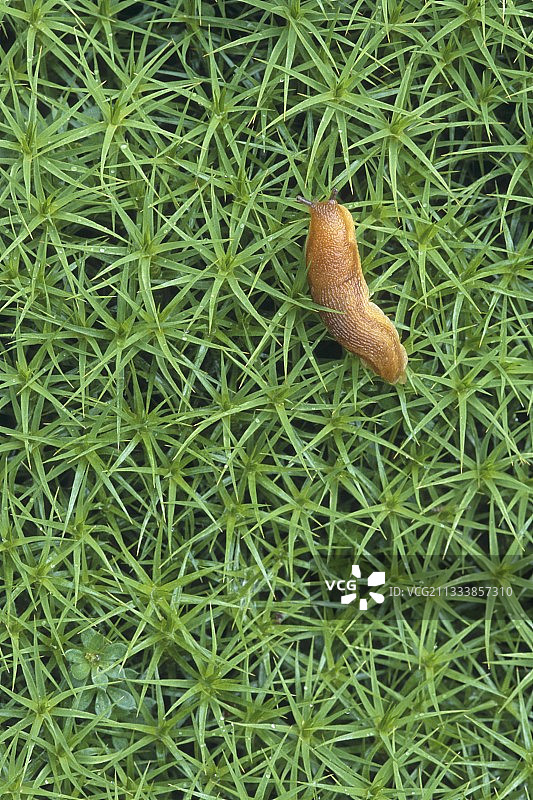 法国孚日省苔藓上的蛞蝓图片素材