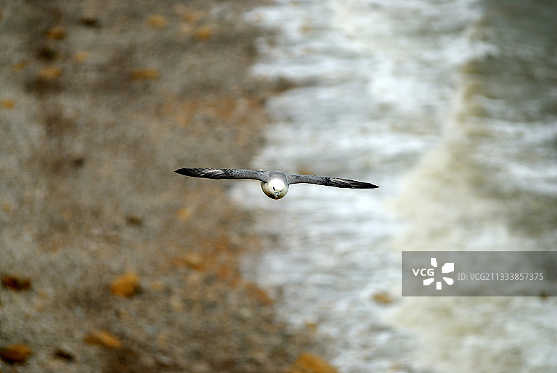 北方海燕飞过法国芒维厄角图片素材