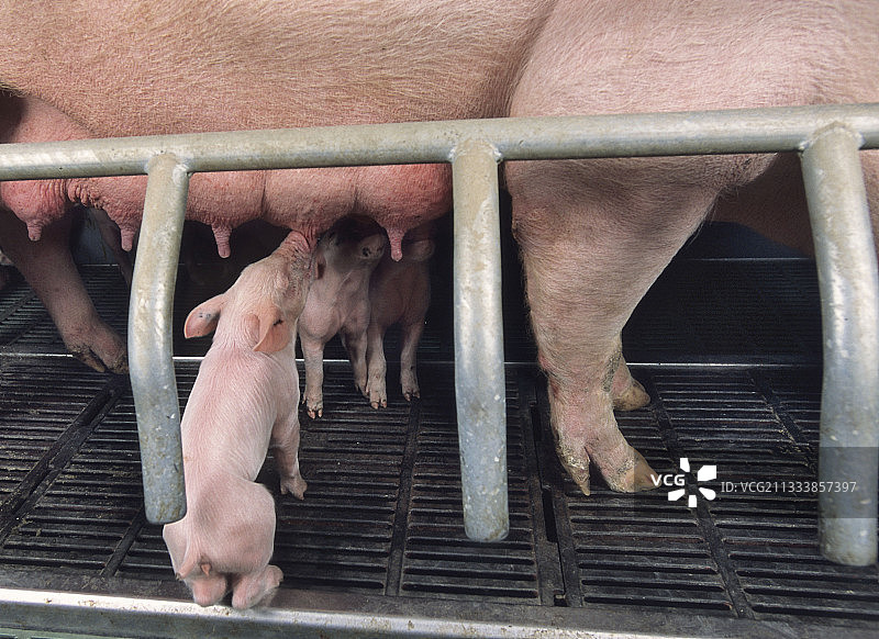 在圈养笼子里，大白猪仔吮吸着它们的母亲图片素材