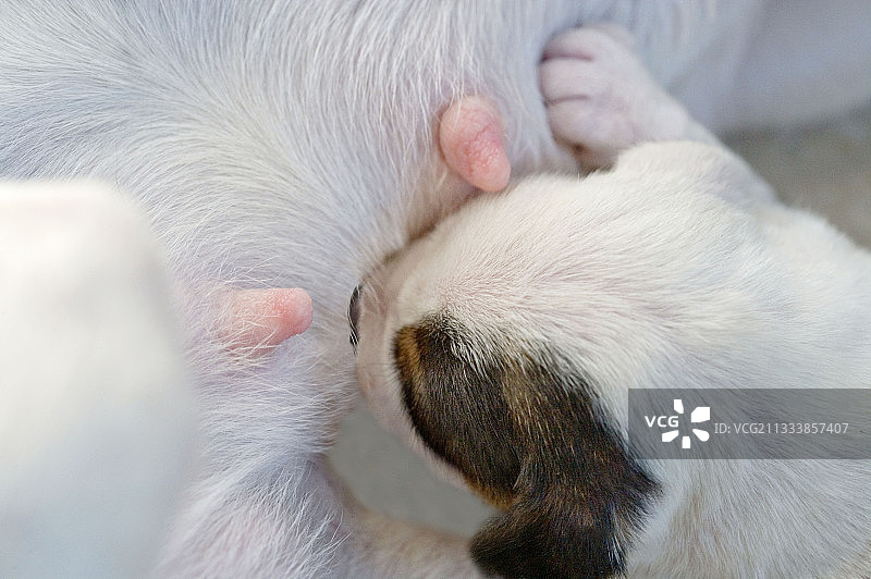 法国新生杰克罗素梗犬图片素材