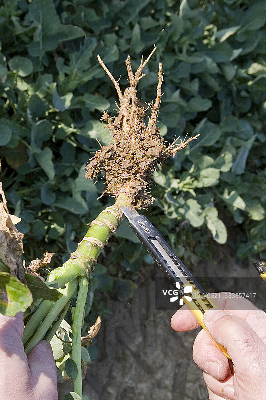 法国芜菁植物枢轴的伸长图片素材