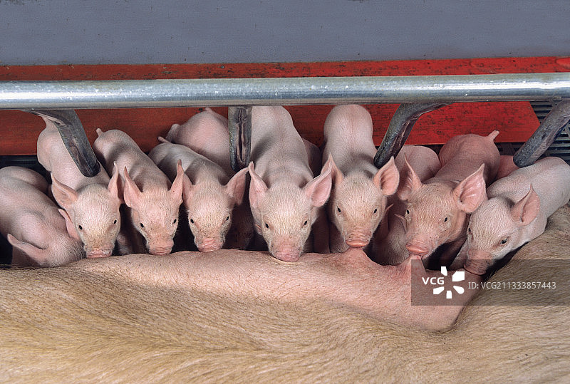 在圈养笼里吸吮母乳的大白猪仔图片素材