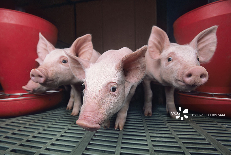 法国育肥车间里的大白猪图片素材