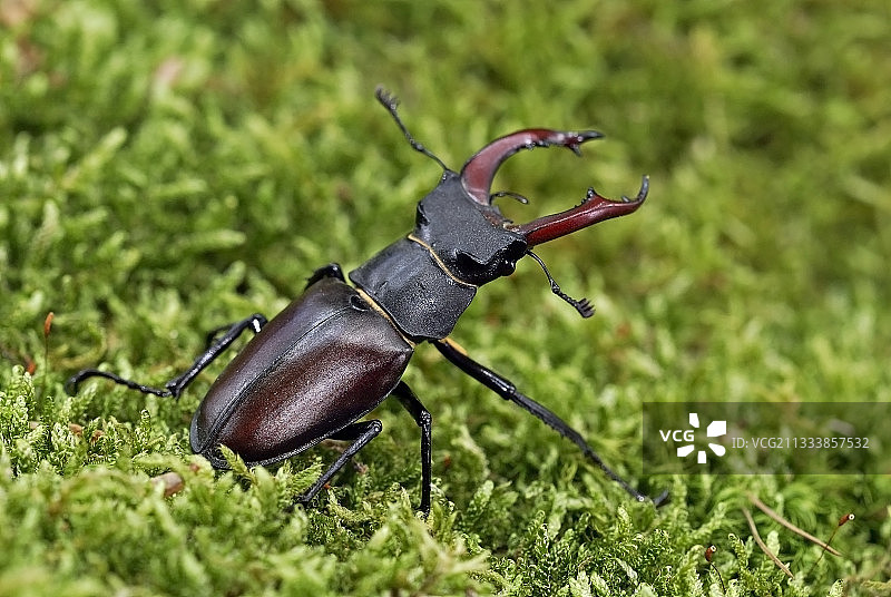 地点：圣莱热德富热雷图片素材