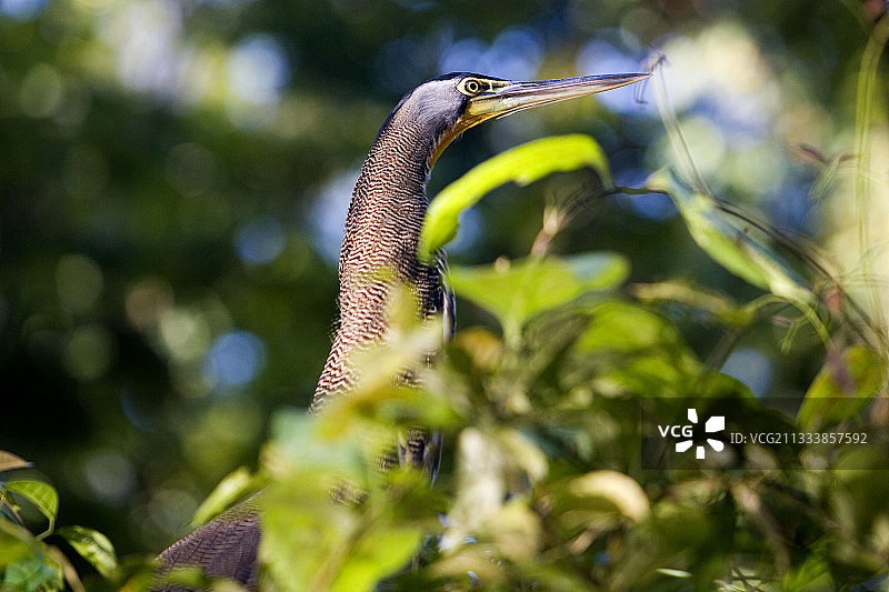 哥斯达黎加的裸喉虎鹭图片素材