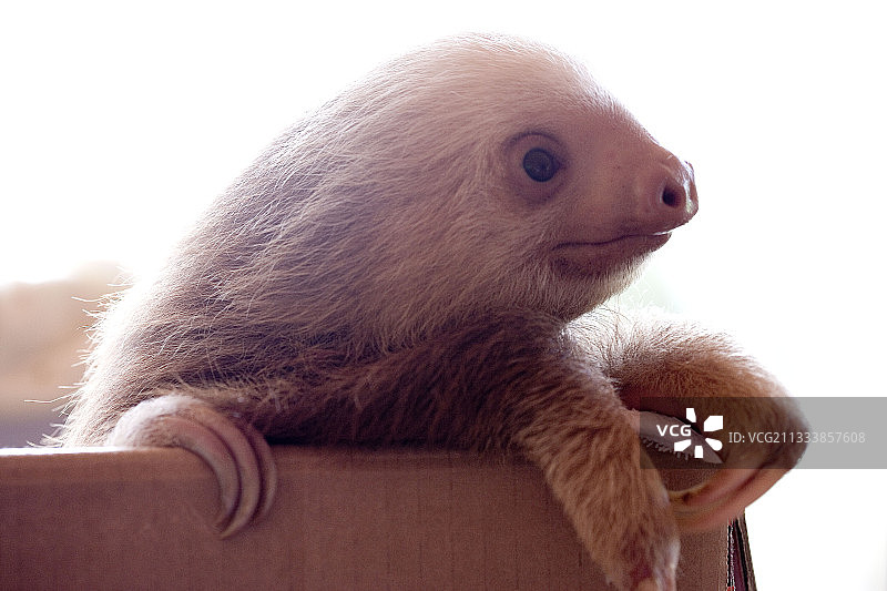 哥斯达黎加繁殖中心的霍夫曼二趾树懒图片素材