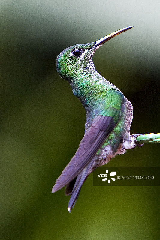 停留在甜水分配器上的绿冠辉蜂鸟图片素材