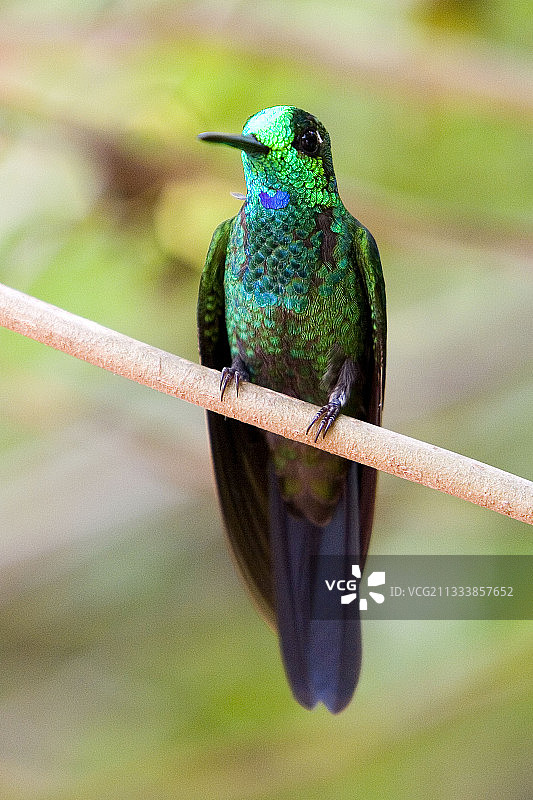 栖息在哥斯达黎加树枝上的绿冠辉蜂鸟图片素材