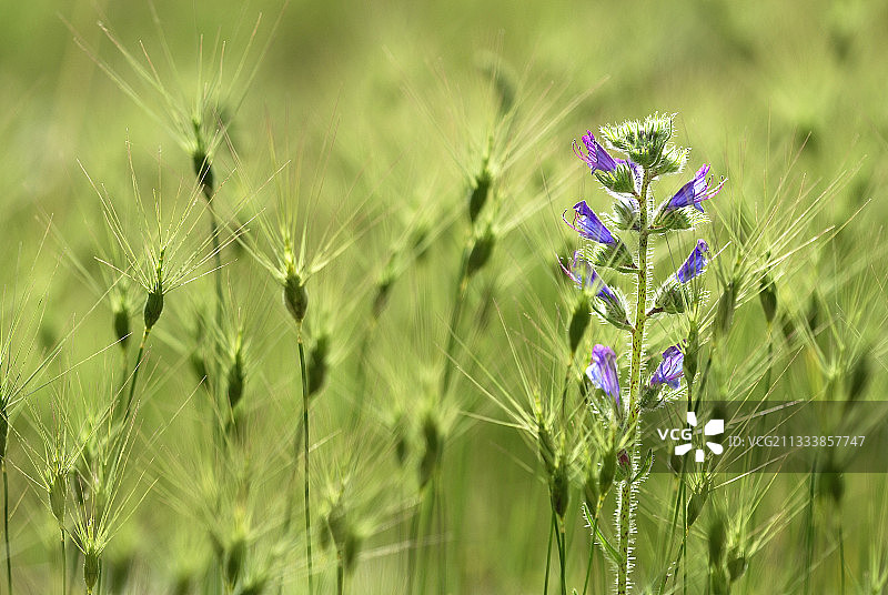 莫尔平原的蓝蓟图片素材