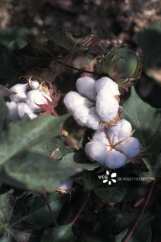 叙利亚棉籽图片素材