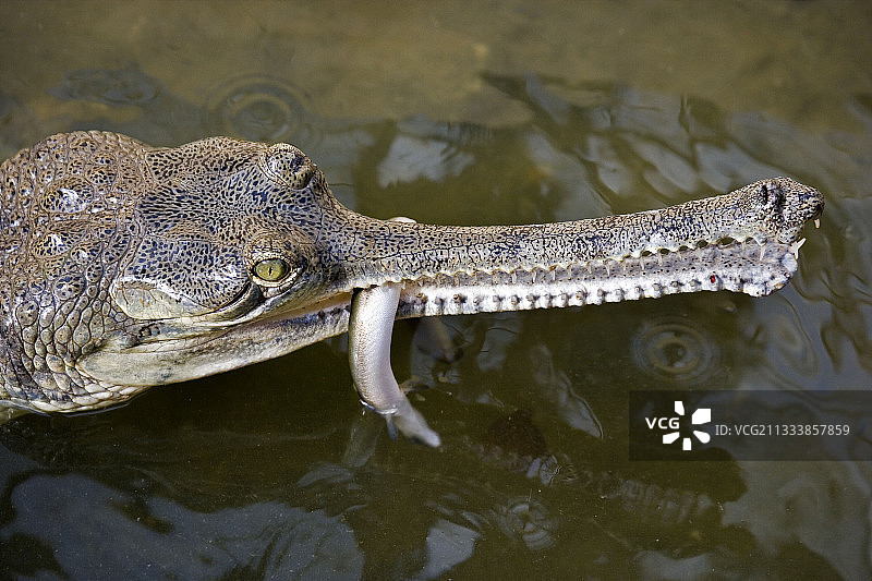 法国鳄鱼农场：食鳗鱼的食鱼鳄图片素材