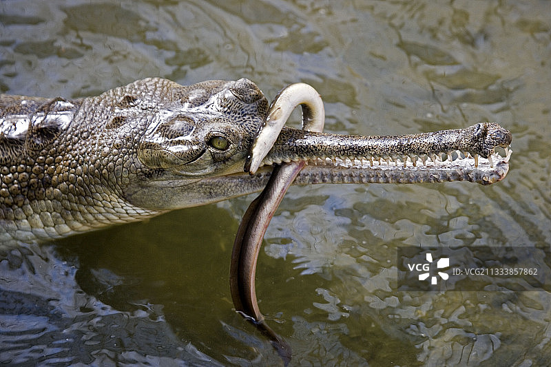 法国鳄鱼农场：食鳗鱼的食鱼鳄图片素材