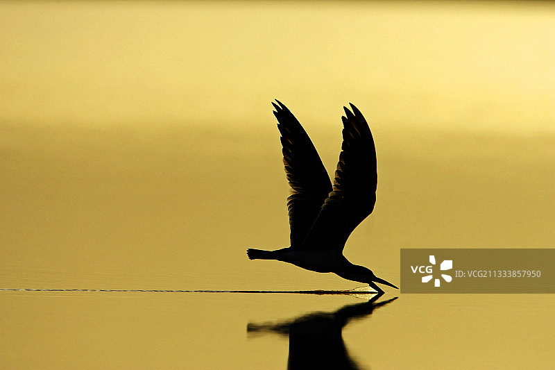 委内瑞拉日落时分黑剪水鸥捕鱼图片素材