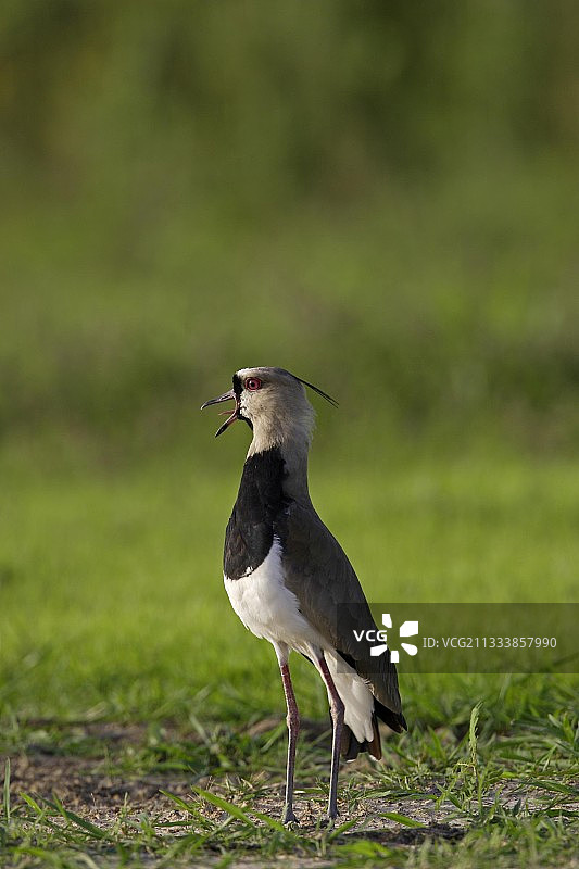 委内瑞拉亚诺斯平原上歌唱的距翅麦鸡图片素材