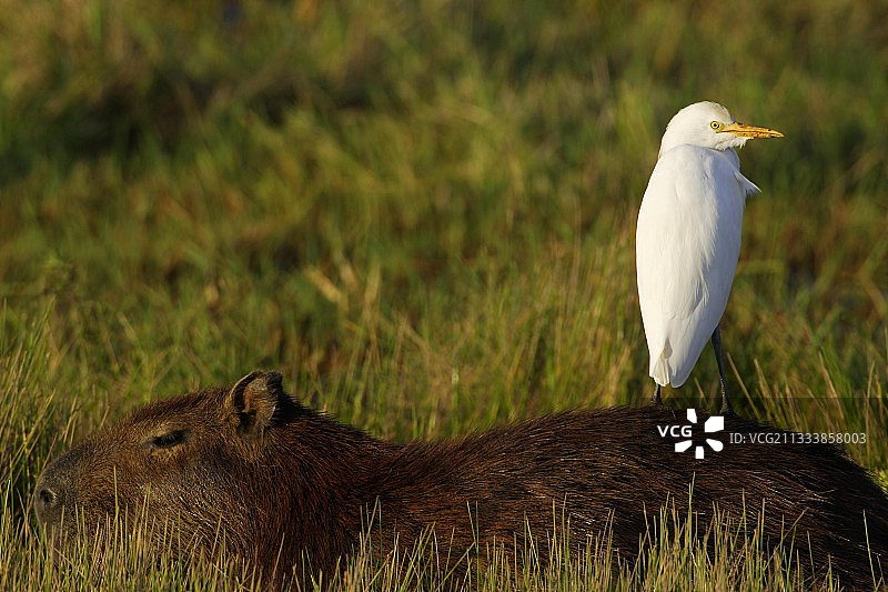 委内瑞拉水豚背上的牛背鹭图片素材