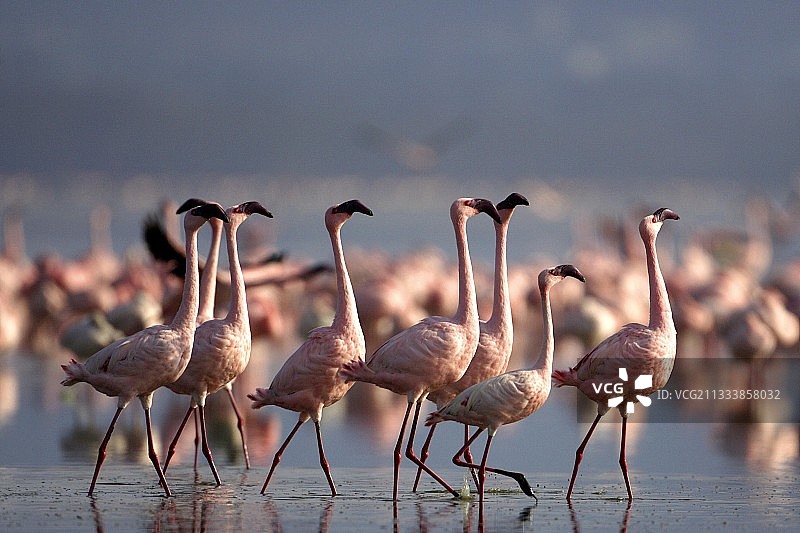 小红鹳雄性的繁殖舞蹈，肯尼亚纳库鲁湖图片素材