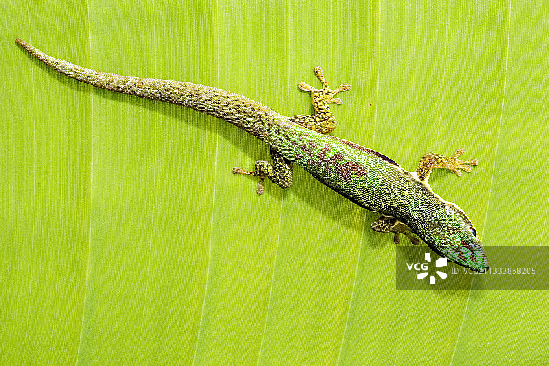 马达加斯加日行守宫在树叶上图片素材