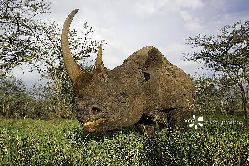 利亚基皮亚地区的Ol Pejeta保护区：被“驯服”的犀牛莫拉尼图片素材