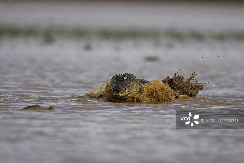 摄影师镜头下正在冲锋的常见凯门鳄，委内瑞拉图片素材