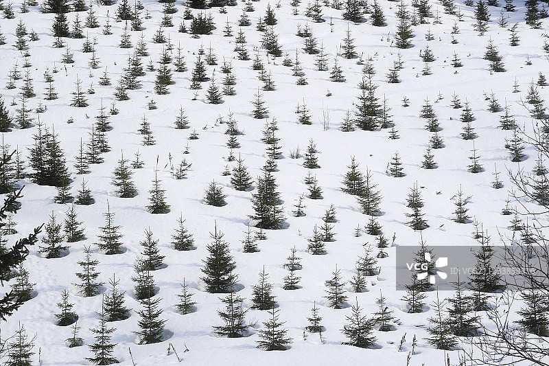 法国贝尔孔布圣母院重新种植的幼苗图片素材