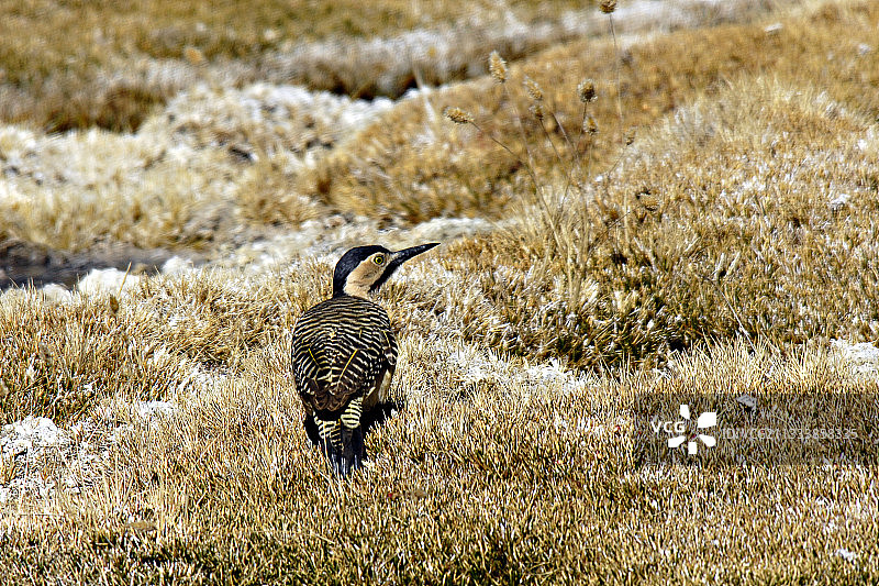 在高海拔地区土中挖洞筑巢的红腹啄木鸟图片素材