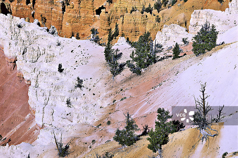 寿命极长的松树图片素材