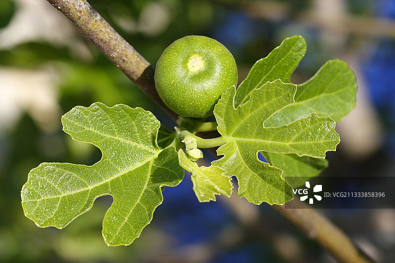 法国可食用无花果的未成熟果实图片素材