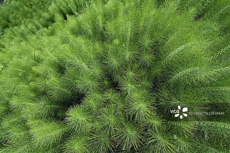 法国比热地区的春天：巨型木贼图片素材