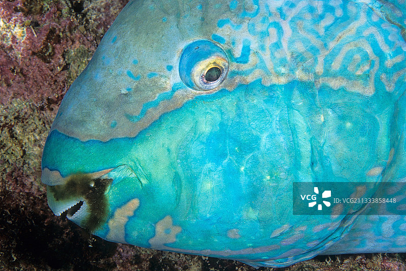 红海埃及的羊头鹦鹉鱼肖像图片素材
