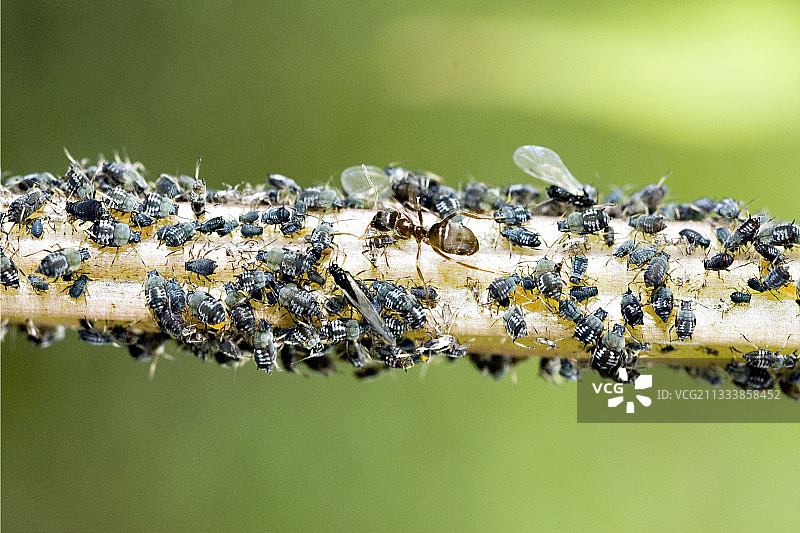 蚂蚁清洁并保护蚜虫以换取蜜露图片素材