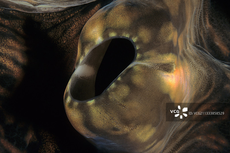 新喀里多尼亚大蛤虹吸图片素材