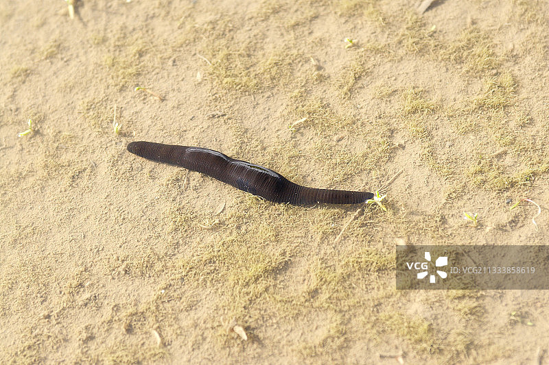 法国克吕萨兹孔芬湖中的医用蚂蟥图片素材