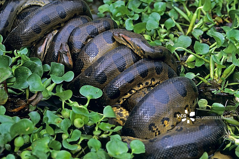 多雄一雌的交配图片素材