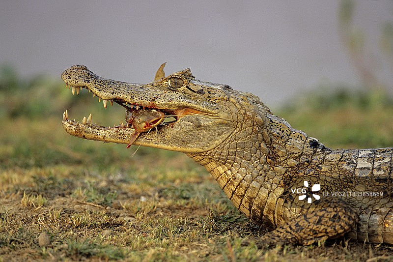委内瑞拉亚诺斯草原上的凯门鳄与鲶鱼图片素材