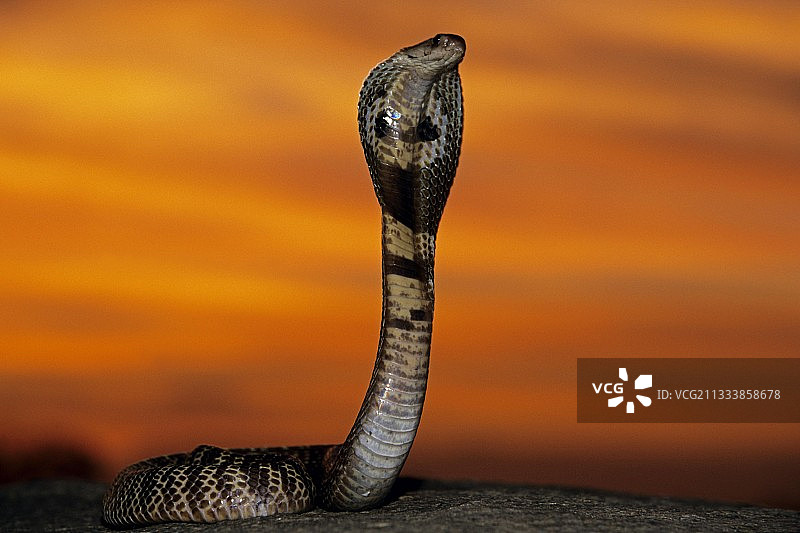 日落时分处于防御姿态的印度眼镜蛇图片素材