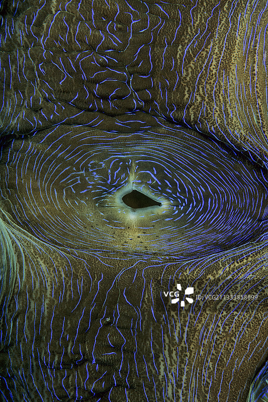 新喀里多尼亚大蛤虹吸图片素材