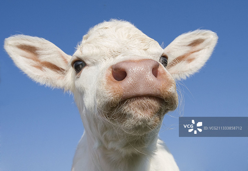 夏洛莱小牛肉肖像，法国图片素材