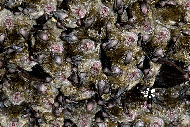 在地中海冬眠的马蹄蝠，地点：法国汝拉图片素材