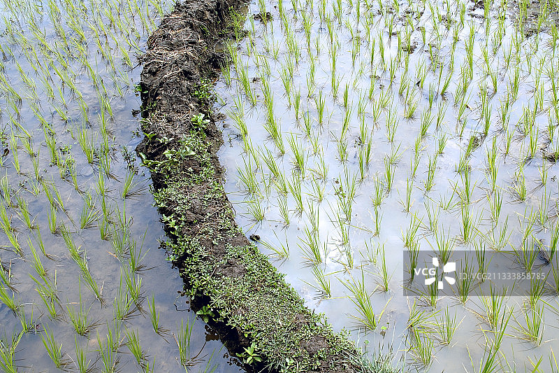 地点：安皮约罗亚林业站图片素材
