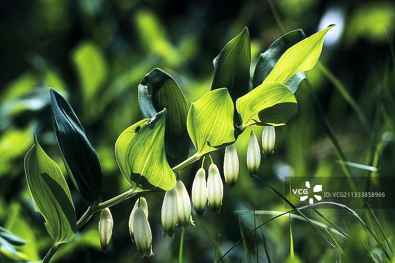 法国玉竹茎上的花朵图片素材