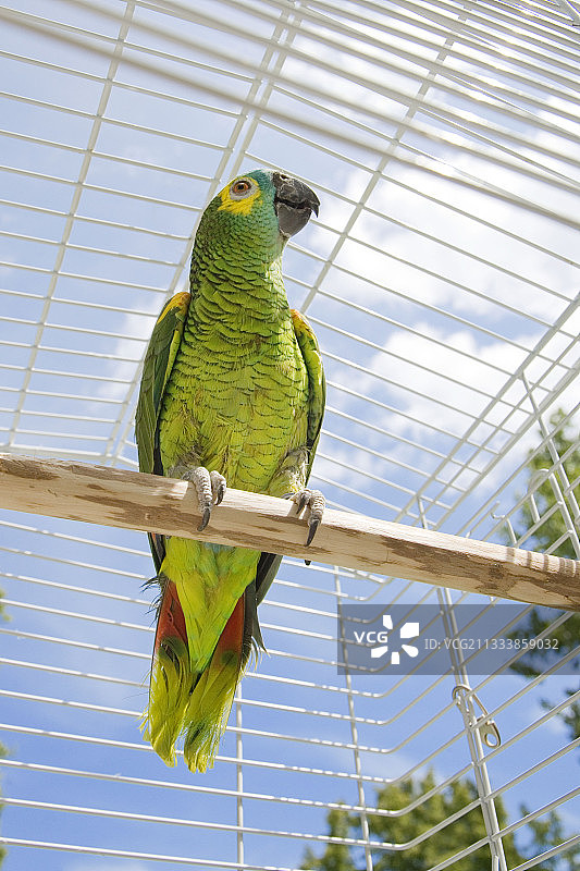 笼子里的蓝额鹦鹉，法国图片素材