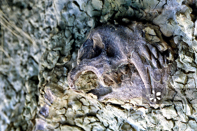 美国俄勒冈州泥土中的斯剑虎化石重建图片素材