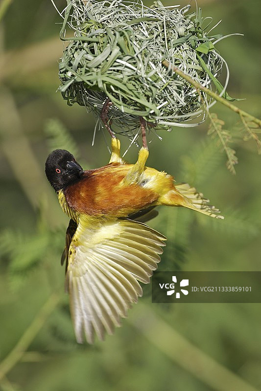 正在唱歌跳舞，呼唤雌性参观他新建巢穴的标本图片素材