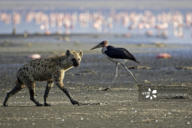 在肯尼亚纳库鲁寻找死亡火烈鸟的斑点鬣狗图片素材