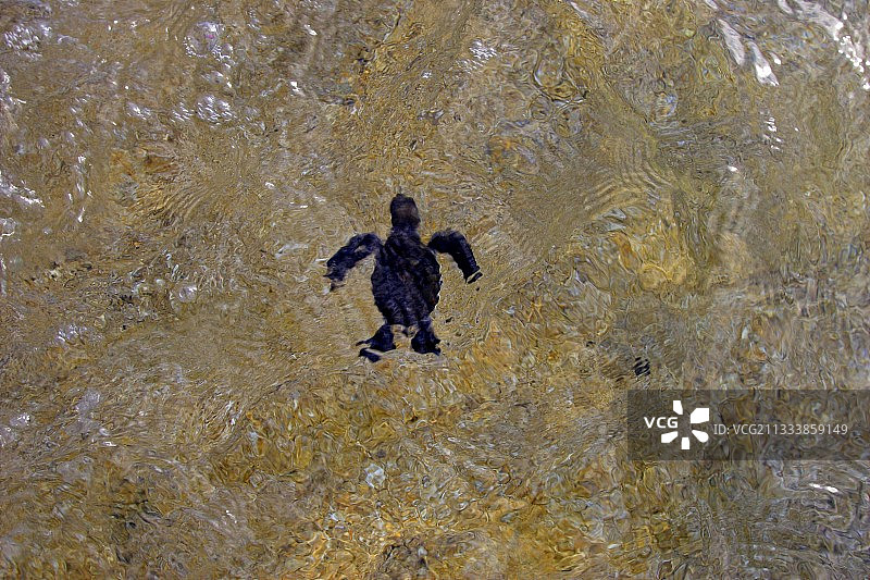 绿海龟新生儿在马约特岛首次接触海水图片素材