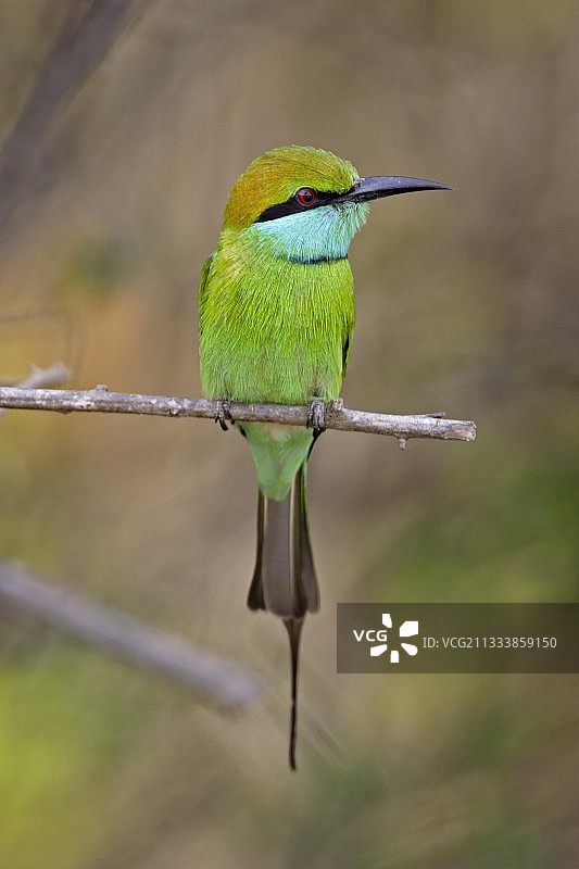 亚拉国家公园树枝上的小绿蜂虎图片素材
