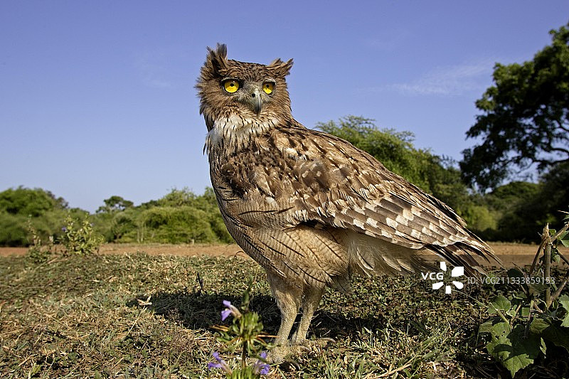 栖息于亚拉国家公园（斯里兰卡）的棕色渔鸮图片素材