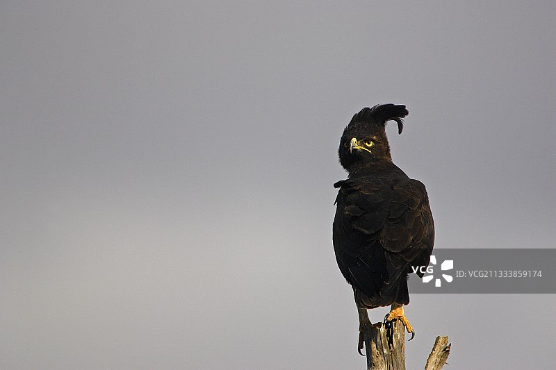 肯尼亚桑布鲁国家公园栖息在枯树上的长冠鹰图片素材