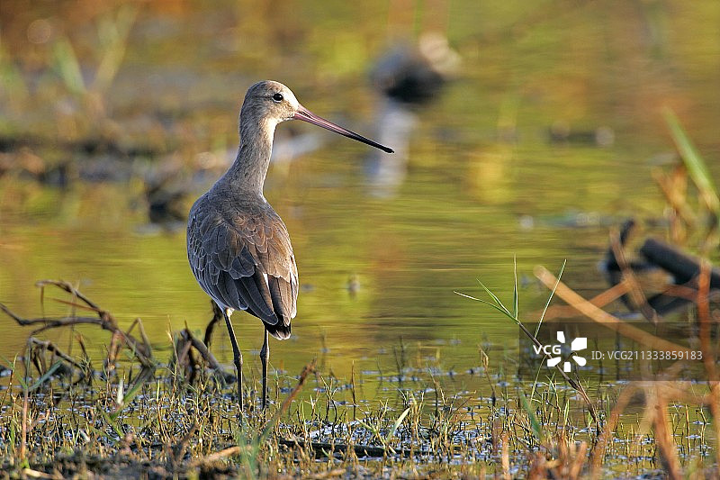 斯里兰卡邦达拉国家公园沼泽中的黑尾塍鹬图片素材